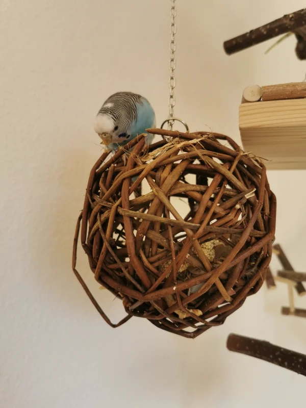 Wellensittich-Bild: Sie ist ganz versunken in ihre Arbeit :) 