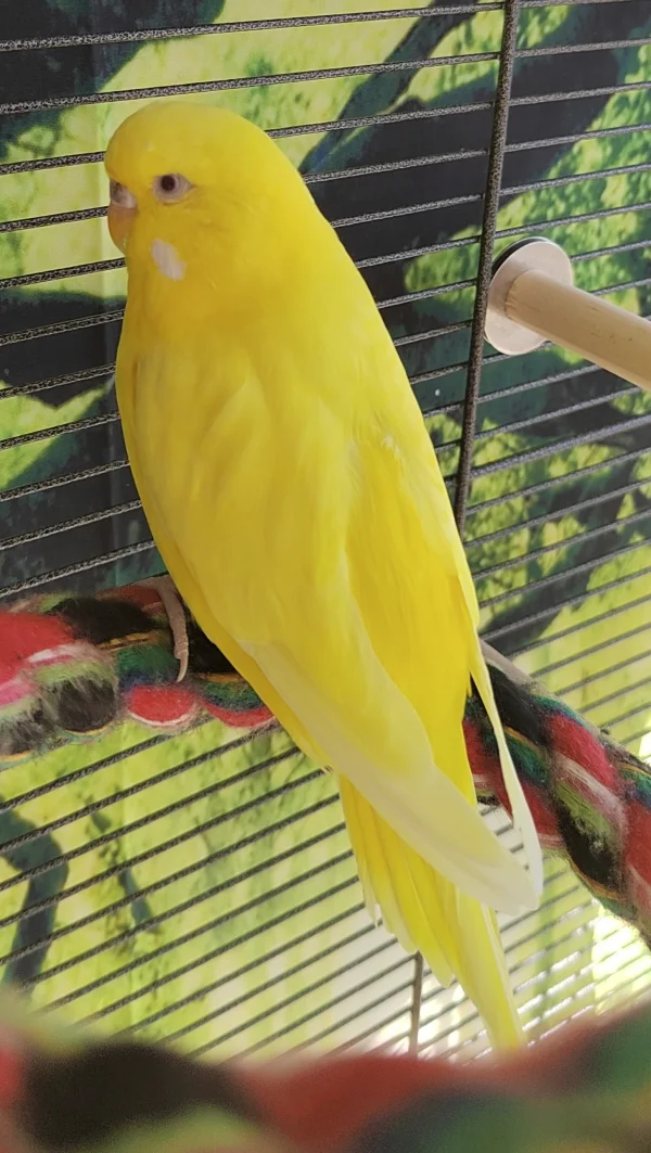 Wellensittich-Bild: .. Wie die Sonne, unsere Sunny :) 