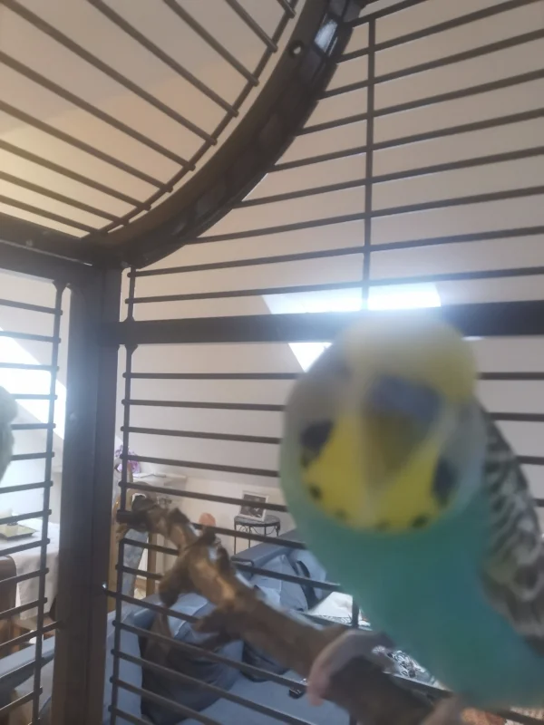 Wellensittich-Bild: Tja die Felo hat da aber immer auch komische Sachen.. Bin ICH das?
Hmmm.. hübsch bin ich ja ;) 
:) Das erste Selfie muss ja auch nicht perfekt sein :) 