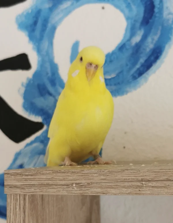 Wellensittich-Bild: Unsere wunderschöne Sunny :) 