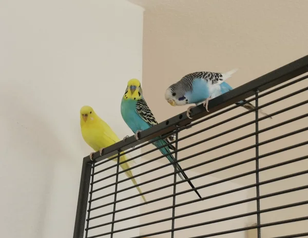 Wellensittich-Bild: Die Felo kommt mit der Kamera, da wissen Sunny und Malu schon genau was zu tun ist und nehmen Haltung ein - nur Feh kennt das noch nicht so. Aber das wird schon :) 