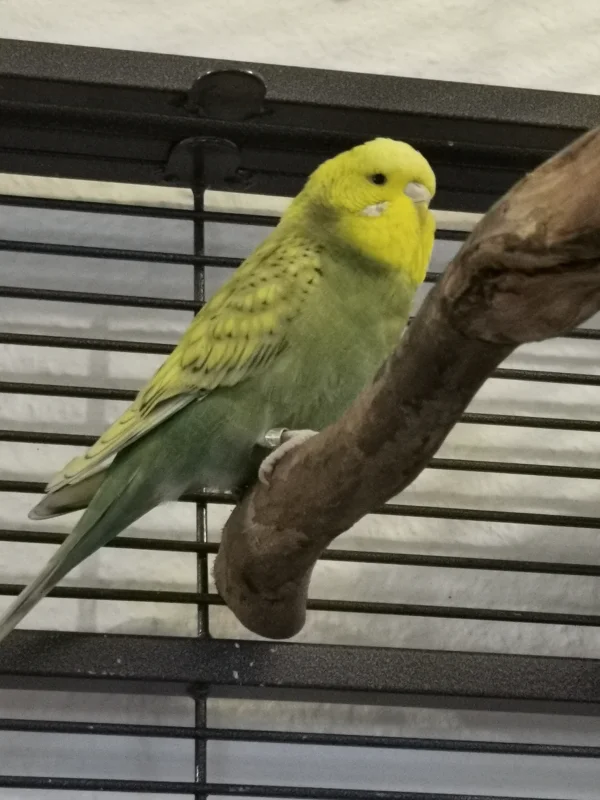 Wellensittich-Bild: Unsere Piper :) Willkommen in der Familie 