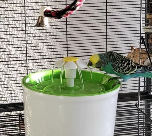 Wellensittich-Bild: Maxi mag weder baden noch Duschen.. Aber aus dem Brunnen trinken kann man auch gut :) 
