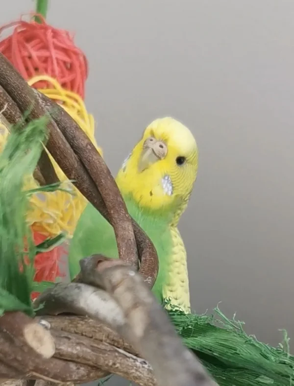 Wellensittich-Bild: Aya beim Spielen. Hübsche kleine Maus :) 