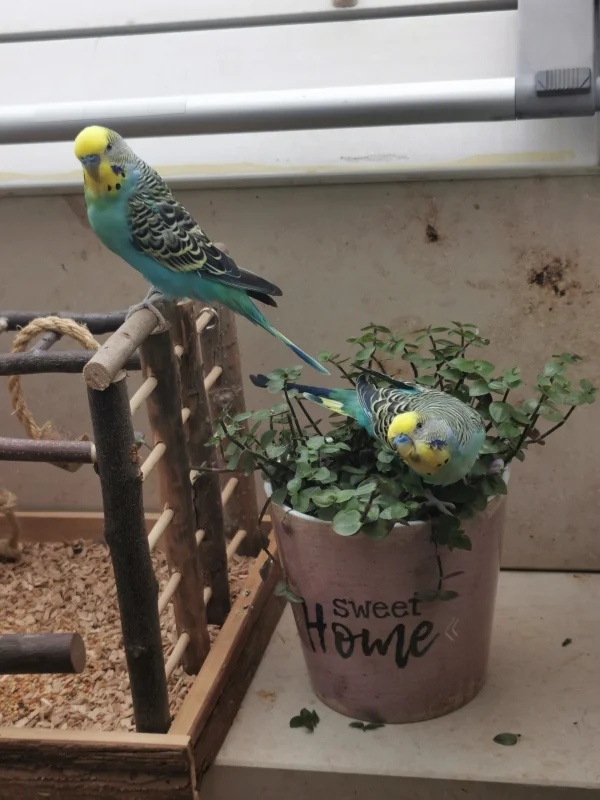 Wellensittich-Bild: Manchmal ist es doch schön, Zeit mit seinem Bruder zu verbringen. Wenn wir Maxi und Malu zusammen sehen, erkennen wir wie gut es war, die Nestgeschwister nicht zu trennen und beide bei uns aufzunehmen :) wir haben sie so lieb! :) 