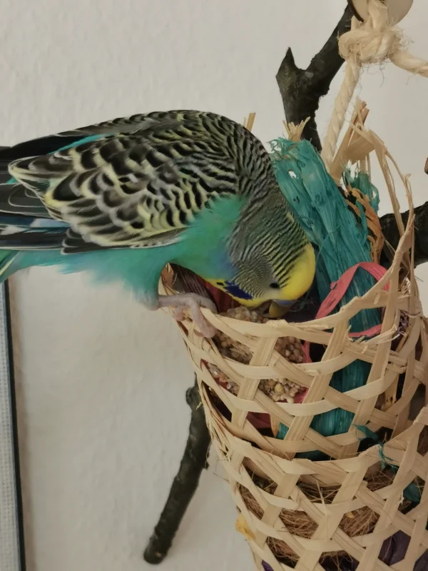Wellensittich-Bild: Hmm was ist denn hier leckeres versteckt? Selbstgemachte Welli-Kekse! :) 