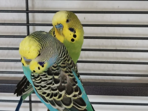 Wellensittich-Bild: Im Moment sind vier unserer sechs Schwarmmitglieder am mausern..und dazu zählen auch Lemon und sein Kumpel Maxi. Aber zusammen werden sie es überstehen :)
