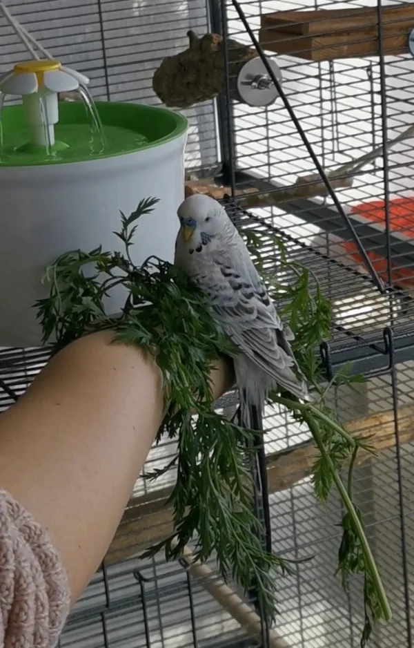 Wellensittich-Bild: Loki liebt es Möhrengrün von meiner Hand zu fressen.. Bis mir der Arm Lahm wird (lach). Lege ich die Hand dann hin, ist dies das Zeichen das er runter kann. Dafür bekam ich von ihm nur diesen Blick :) 