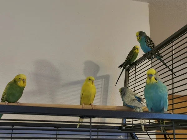 Wellensittich-Bild: Unser Schwarm :) Wir haben jeden einzelnen so lieb. Wir können es uns ohne Sie gar nicht mehr vorstellen 