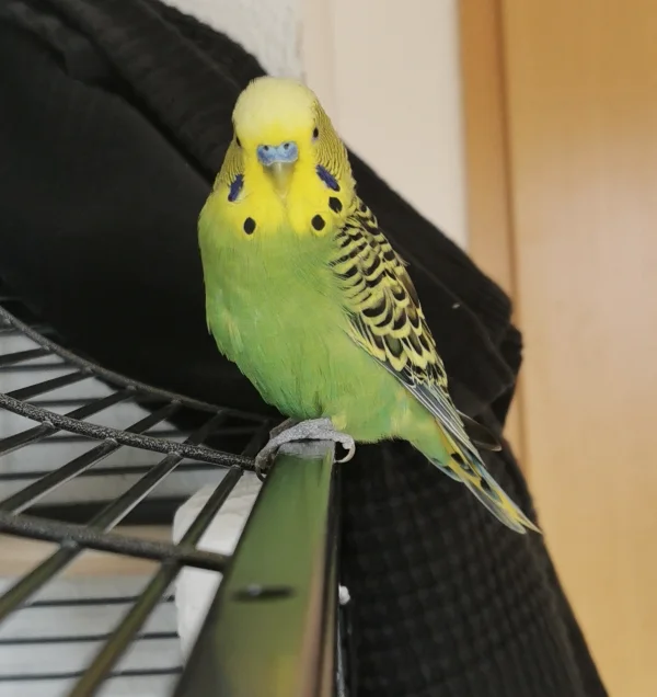 Wellensittich-Bild: Ja ja. unser Lemon Mausert grade ein wenig. Aber einen hübschen Welli kann ja bekanntlich nichts entstellen :) 