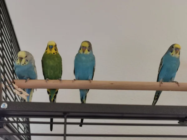 Wellensittich-Bild: Unser kleiner Schwarm  auf der Stange :) Von Links nach Rechts:
Bella, Lemon, Maxi und Malu. 
Bella ist etwas miesmutig aber sie wird sich noch an die kleinen gewöhnen 