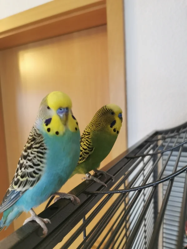 Wellensittich-Bild: Maxi und Lemon hängen fast den ganzen Tag zusammen ab - wenn sie nicht grade bei ihren Herzensdamen sind. Das ist wirklich eine Männer-Freundschaft :) 