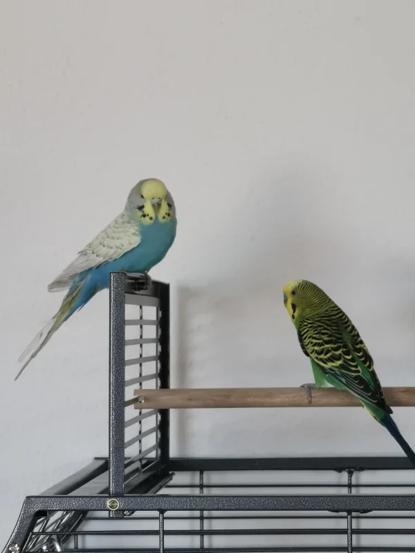 Wellensittich-Bild: Das erste mal frei fliegen mit Bella. Lief ganz gut. Die beiden hatten viel Spaß auch wenn sie noch etwas distanziert sind 
