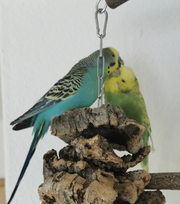 Wellensittich-Bild: Unsere beiden schwer verliebten :) 