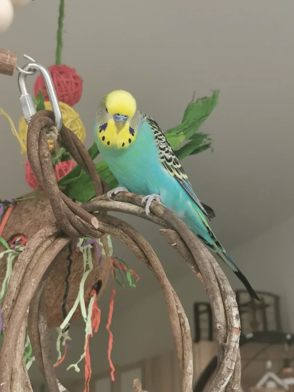 Wellensittich-Bild: Tja, da hat mich der Malu doch glatt mit der Kamera erwischt :) 