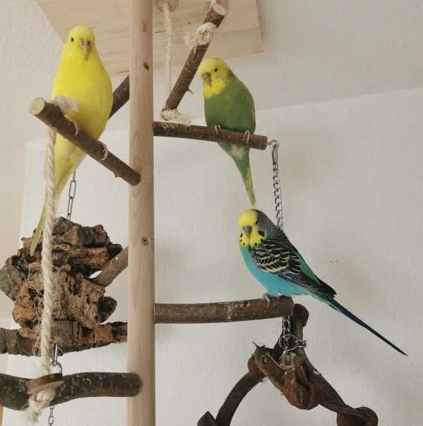 Wellensittich-Bild: ..sitzen auf einem Baum :)