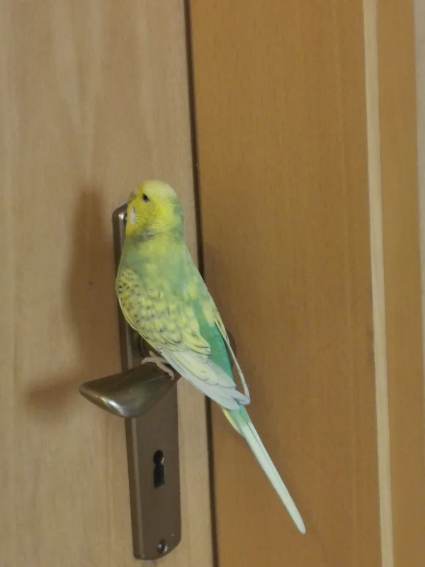 Wellensittich-Bild: Piper ist wohl der Meinung, dass es bei uns keine geschlossenen Türen geben sollte :D Also einfach mal ausprobiert, ob sie das ding nicht aufbekommt. Schaut bei der Felo einfacher aus.. 