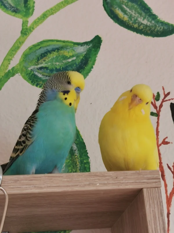 Wellensittich-Bild: Tja bei uns haben sich die Pärchen ja immer mal getauscht.. aber Sunny und Malu sind unzertrennlich wie eh und je :) Da passt kein Blatt Papier zwischen :) 