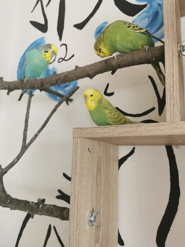 Wellensittich-Bild: Tja Piper du hast die Wahl: Lemon oder Maxi? Bleibst du Maxi treu? Oder bekommt mal Lemon deine Gunst? Sehen sie in der nächsten Folge..
