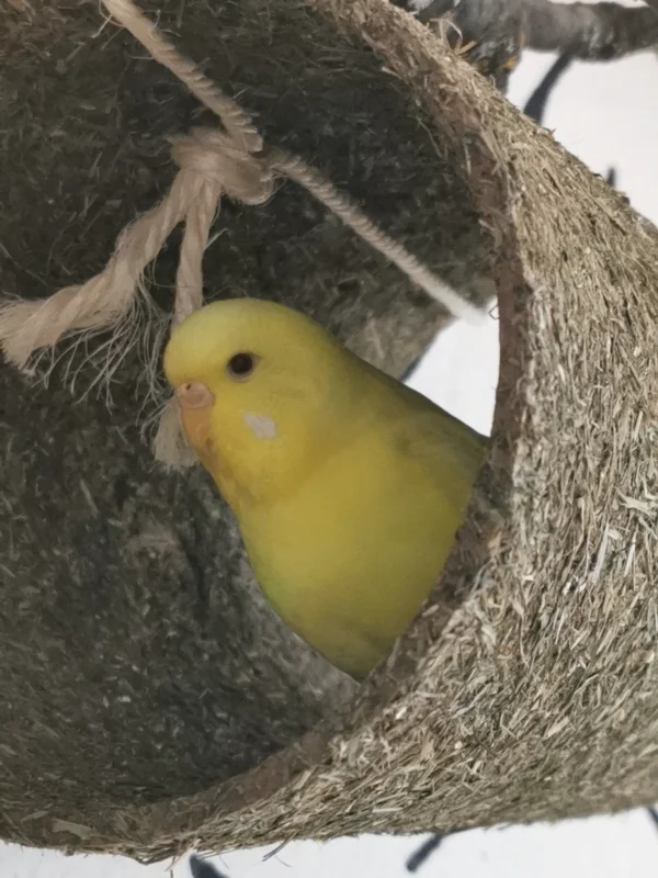 Wellensittich-Bild: Sunny in ihrem Lieblingsversteck :) Darin tobt sie am liebsten rum und knabbert nebenbei die Körner ab 