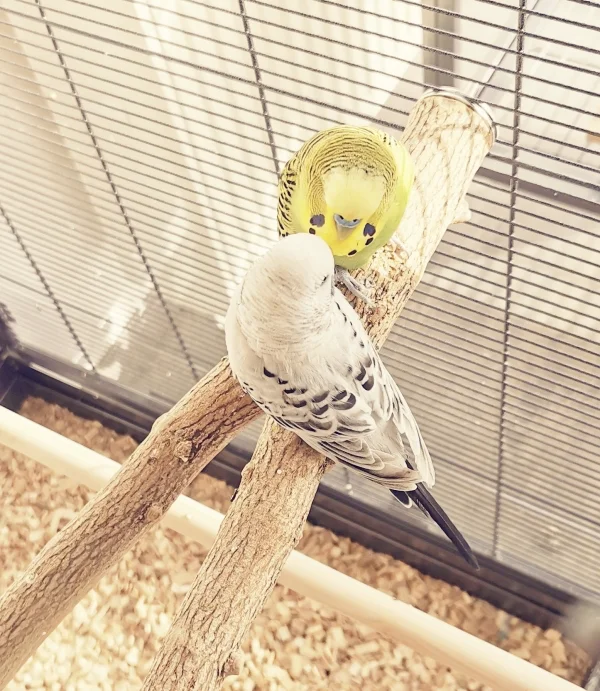 Wellensittich-Bild: Die zwei sind beste Freunde geworden :)