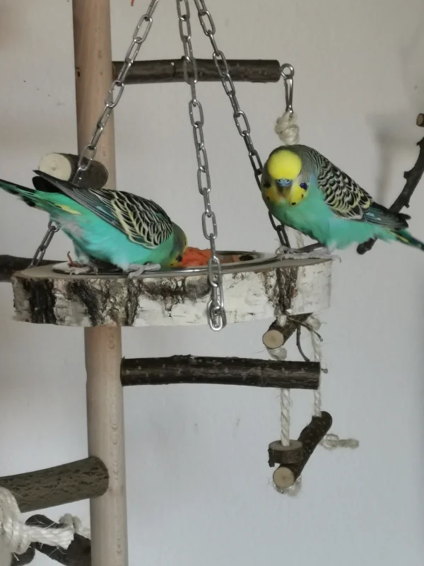 Wellensittich-Bild: Hmm was ist denn das feines? Eine tolle neue Schaukel wo auch noch unser lieblings-Gemüse draufliegt: Karotten! 
Lecker lecker :)