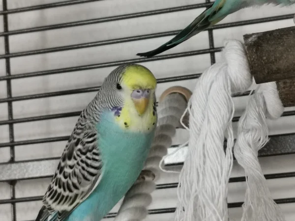 Wellensittich-Bild: Willkommen Malu :) 
Wir hoffen, dass du dich schnell bei uns einlebst. Wir tuen alles um dir und Maxi ein tolles Leben zu ermöglichen :) 