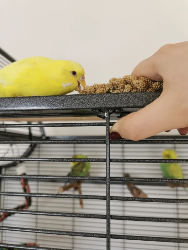 Wellensittich-Bild: Unser tägliches Training mit der leckeren Hirse. Die meisten meiner Plüschis fühlen sich wohler, wenn der Handrücken oben ist. Sunny macht den anderen vor, wie es geht. Das wird schon :)