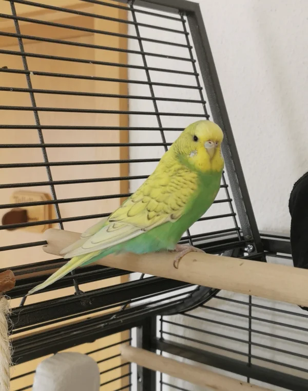Wellensittich-Bild: Täusch ich mich, oder ist Aya einfach ein bildschönes
Welli-Weibchen? :) 
