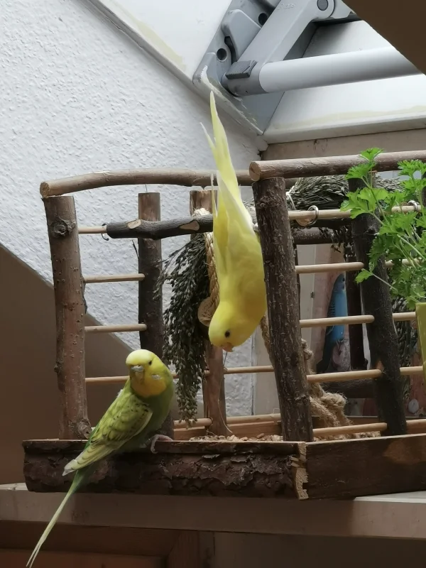 Wellensittich-Bild: Unsere beiden Damen sind jetzt seid ein Paar Tagen neu im Schwarm und fühlen sich schon Puddelwohl :) Das freut uns sehr :) 