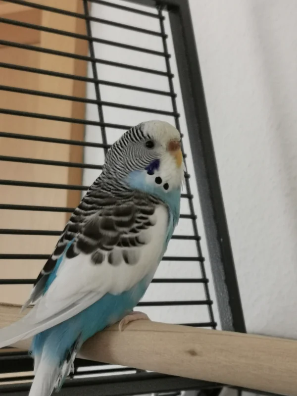 Wellensittich-Bild: Unsere kleine Feh fühlt sich langsam zu Hause. Und auch das die Felo dauernd Bilder macht, scheint sie nicht mehr viel zu stören :)