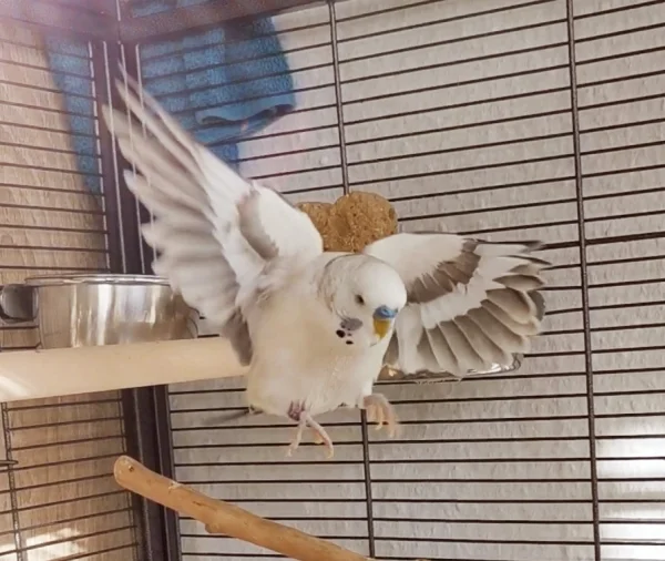 Wellensittich-Bild: Unser Spatz :) 