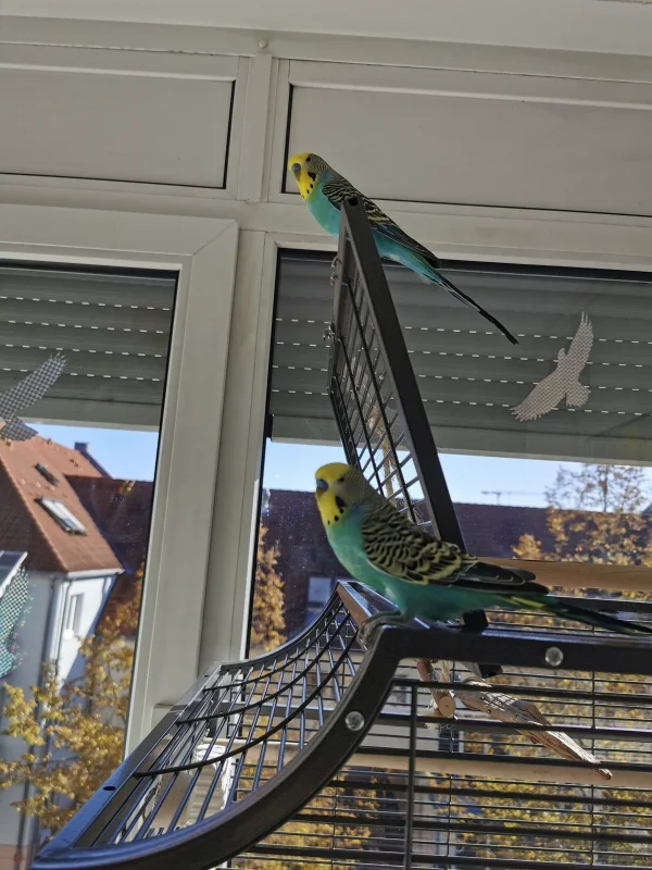 Wellensittich-Bild: Immer am Blödsinn aushecken - Zwillinge eben :) 