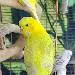 Lemonie