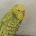 Piper
