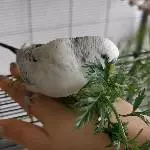 Mein kleiner Spatzl 