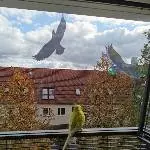 Aya beobachtet die Straße 