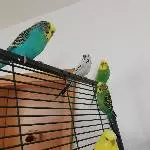Unser kleine Eisprinz im Schwarm 