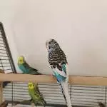 Feh´s Schokoladenseite 