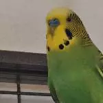 Lemon der Anführer 