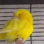 Sunny schläft 