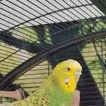 Unsere Piper 