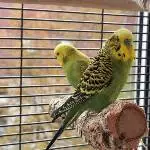 Hallo Lemon :) 