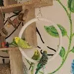 Maxi, Malu, Lemon und Piper 
