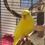 Sunny Sunshine 