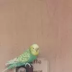 Hübsche Kleine 