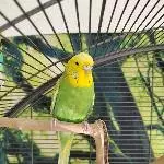 Piper macht die Ansagen :) 