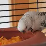 Loki liebt Karotte 