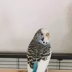 Hübsche Feh 