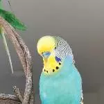 Malu beim Singen 